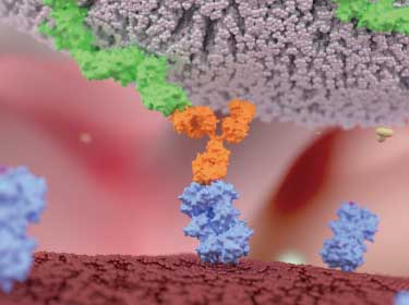 ガン細胞に免疫システム回避を許さない－期待の新研究