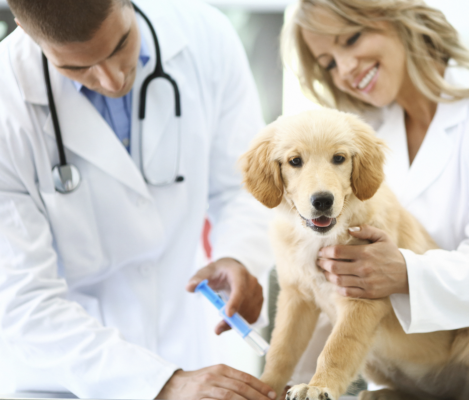 Animal receiving vaccine from a pharmacy fridge
